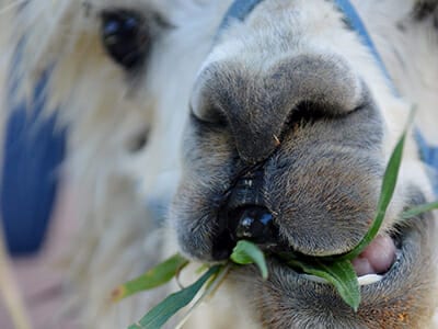 Animals At Camp Animal Safari Anchor - Alpaca eating wild edibles - Cub Creek Science and Animal Camp