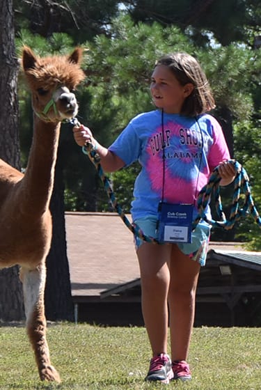 Animals At Camp - Animal Safari - Camper walking alpaca - Cub Creek Science and Animal Camp