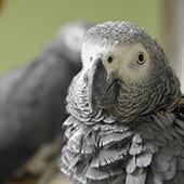 Birds - African Grey Parrot - Cub Creek Science and Animal Camp