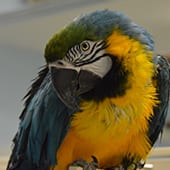 Birds – Blue and Gold Macaw – Cub Creek Science and Animal Camp Birds - Blue and Gold Macaw - Cub Creek Science and Animal Camp