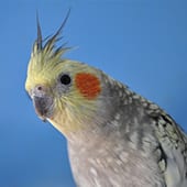Birds - Cockatiel - Cub Creek Science and Animal Camp