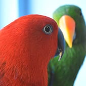 Birds – Eclectus Parrots – Cub Creek Science and Animal Camp Birds - Eclectus Parrots - Cub Creek Science and Animal Camp
