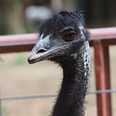 Birds - Emu - Cub Creek Science and Animal Camp