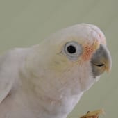 Birds – Goffins Cockatoo – Cub Creek Science and Animal Camp Birds - Goffins Cockatoo - Cub Creek Science and Animal Camp