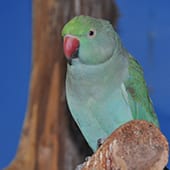 Birds - Indian Ringneck Parakeet - Cub Creek Science and Animal Camp