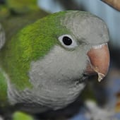 Birds - Quaker Parrot - Cub Creek Science and Animal Camp