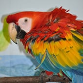 Birds - Scarlet Macaw - Cub Creek Science and Animal Camp