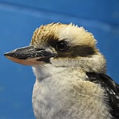 Birds - Kookaburra - Cub Creek Science and Animal Camp