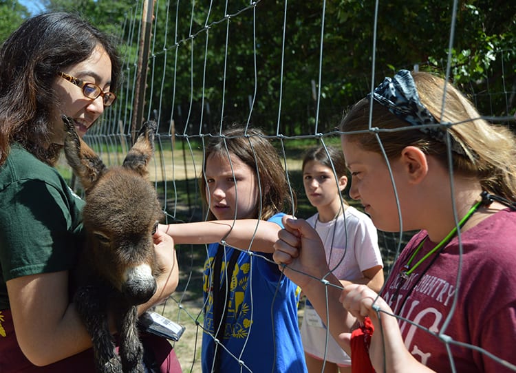 Field Trip - Kids learning about baby Miniature Donkey from Animal Specialist - Cub Creek Science and Animal Camp