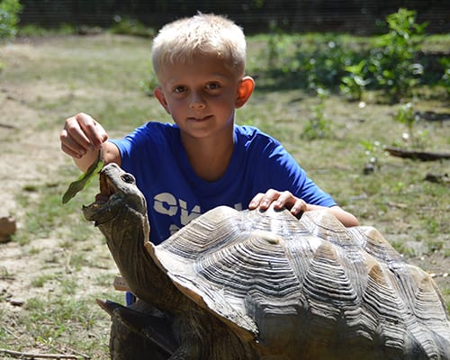 Free Time - Camper feeding African Spurred Tortoise - Cub Creek Science and Animal Camp