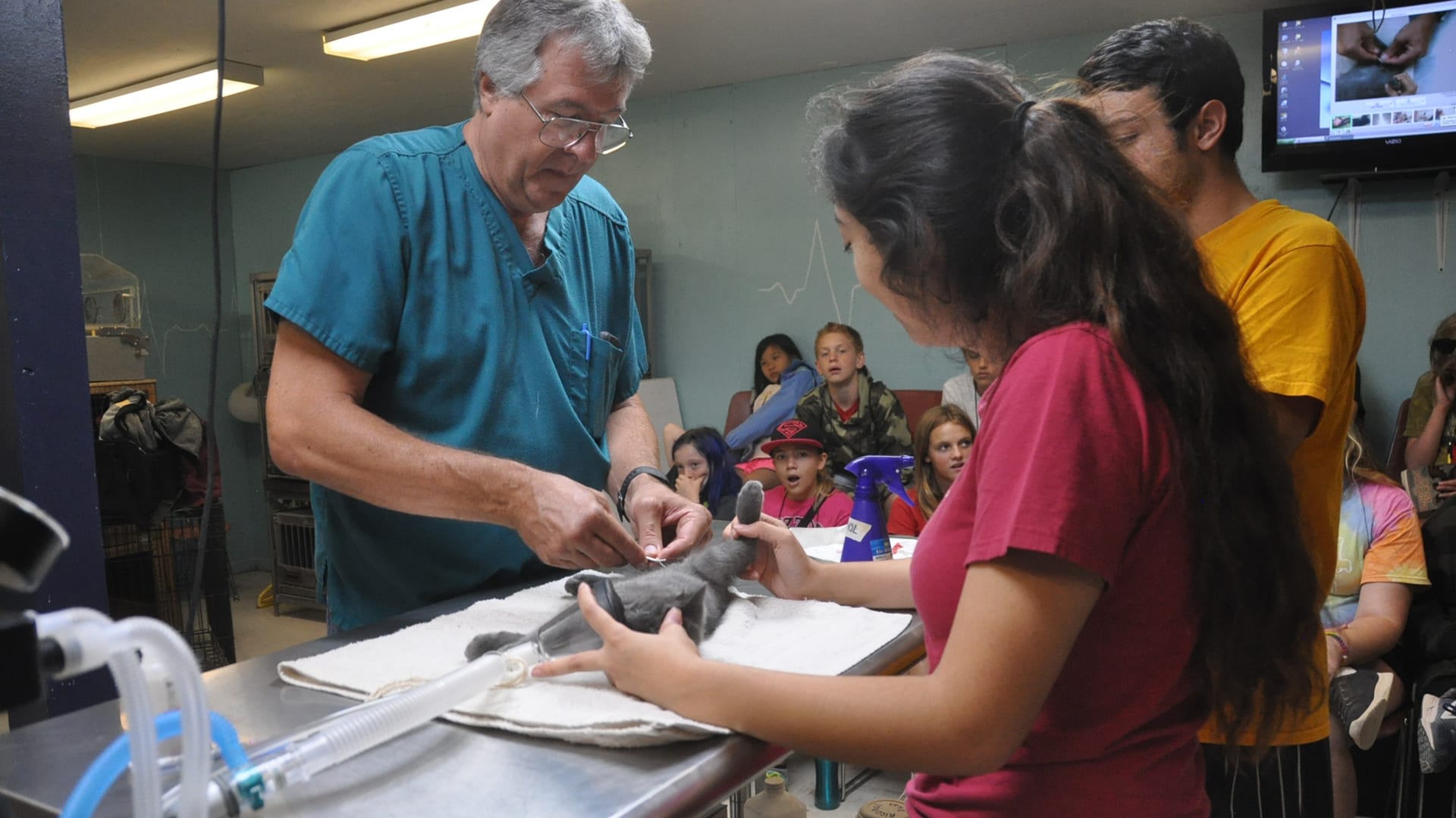 Home Page Image Carousel - Vet Camp - Dr. Janke Veterinarian performing surgery - Cub Creek Science and Animal Camp