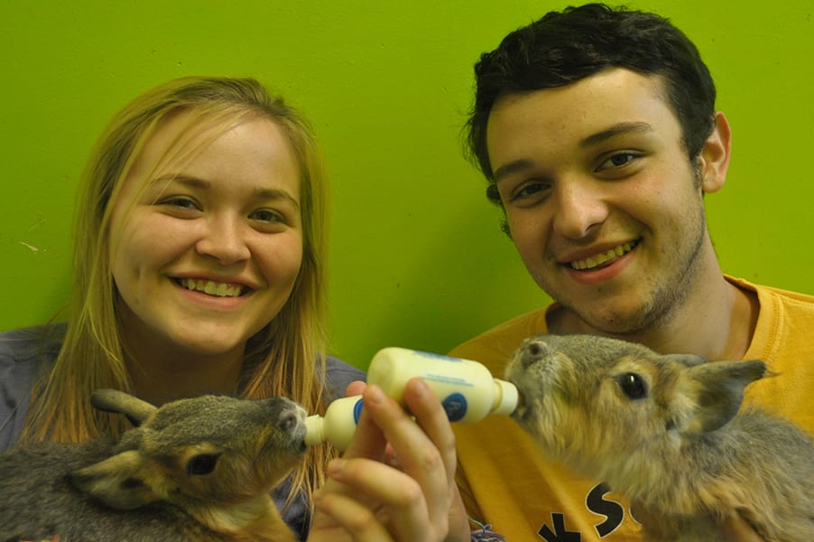 Internship - Animal Interns feeding baby Patagonian Cavies - Cub Creek Science and Animal Camp