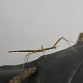 Invertebrates – Walking Sticks – Cub Creek Science and Animal Camp Invertebrates - Walking Sticks - Cub Creek Science and Animal Camp