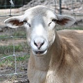 Mammals - Barbados Sheep - Cub Creek Science and Animal Camp