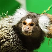 Mammals – Common Marmoset – Cub Creek Science and Animal Camp Mammals - Common Marmoset - Cub Creek Science and Animal Camp