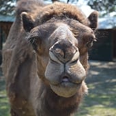 Mammals – Dromedary Camel – Cub Creek Science and Animal Camp Mammals - Dromedary Camel - Cub Creek Science and Animal Camp