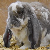 Mammals - English Lop Rabbit - Cub Creek Science and Animal Camp
