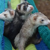 Mammals - Ferrets - Cub Creek Science and Animal Camp