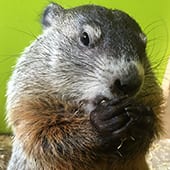 Mammals - Groundhog - Cub Creek Science and Animal Camp