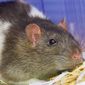 Mammals - Jumbo Rat - Cub Creek Science and Animal Camp