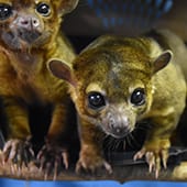 Mammals - Kinkajous - Cub Creek Science and Animal Camp