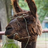 Mammals – Llama – Cub Creek Science and Animal Camp Mammals - Llama - Cub Creek Science and Animal Camp