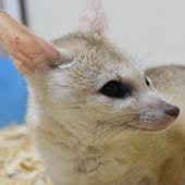 Mammals - Pale Fox - Cub Creek Science and Animal Camp
