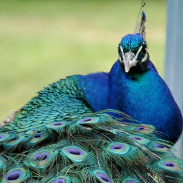 Meet Our Birds - Peacock - Cub Creek Science and Animal Camp