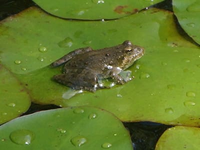 Nature At Camp - Frog on lily pad - Cub Creek Science and Animal Camp