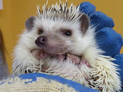 OffSeason Animal Encounter - African Pygmy Hedgehog - Cub Creek Science and Animal Camp