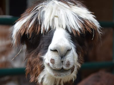 OffSeason Animal Encounter - Suri Alpaca - Cub Creek Science and Animal Camp