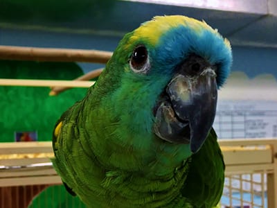 OffSeason Animal Encounter - Blue Fronted Amazon Parrot - Cub Creek Science and Animal Camp