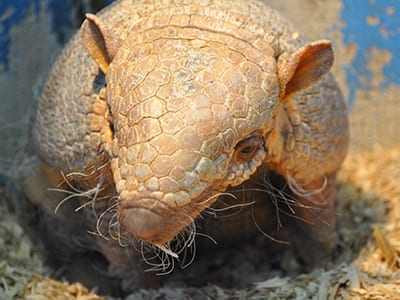 OffSeason Animal Encounter - Six Banded Armadillo - Cub Creek Science and Animal Camp