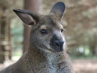 OffSeason Animal Encounter - Bennett Wallaby - Cub Creek Science and Animal Camp