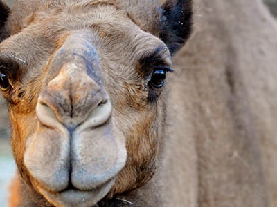 OffSeason Animal Encounter - Dromedary Camel - Cub Creek Science and Animal Camp