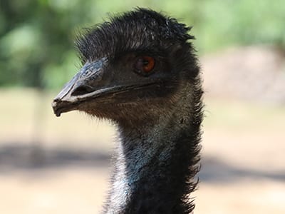 OffSeason Animal Encounter - Emu - Cub Creek Science and Animal Camp