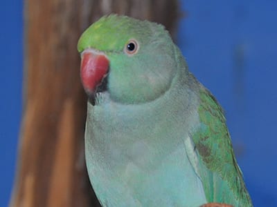 OffSeason Animal Encounter - Indian Ringneck Parakeet - Cub Creek Science and Animal Camp