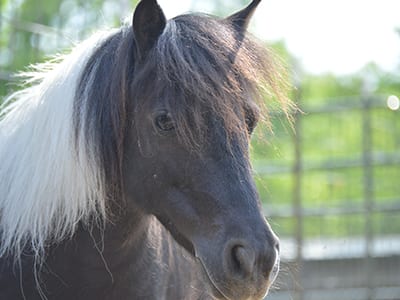 OffSeason Animal Encounter - Miniature Horse - Cub Creek Science and Animal Camp