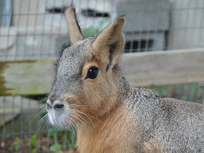 OffSeason Animal Encounter - Patagonian Cavy - Cub Creek Science and Animal Camp