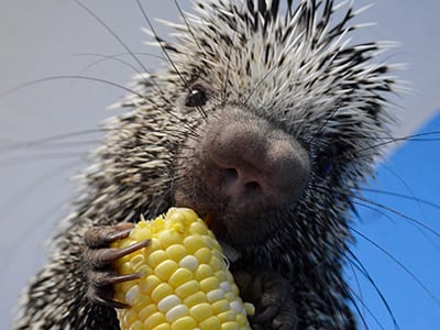 OffSeason Animal Encounter - Prehensile Tailed Porcupine - Cub Creek Science and Animal Camp