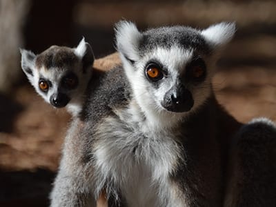 OffSeason Animal Encounter - Ringtail lemur mom and baby - Cub Creek Science and Animal Camp