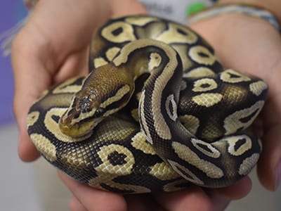 OffSeason Animal Encounter - Snakes - Ball Python Pastel Morph - Cub Creek Science and Animal Camp