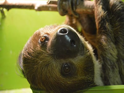 OffSeason Animal Encounter - Two Toed Sloth - Cub Creek Science and Animal Camp