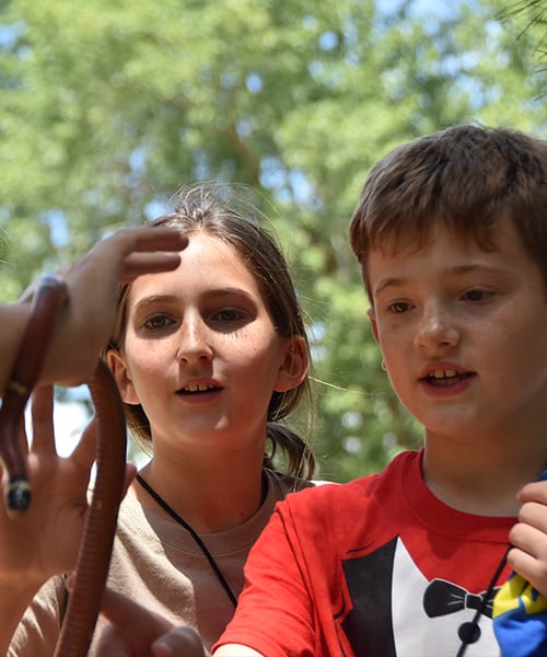 Parent Reminders- Campers play with Sinaloan Milksnake on check in – Cub Creek Science and Animal Camp Parent Reminders- Campers play with Sinaloan Milksnake on check in - Cub Creek Science and Animal Camp