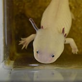 Reptiles - Axolotl - Cub Creek Science and Animal Camp
