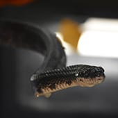 Reptiles - Black Rat Snake - Cub Creek Science and Animal Camp