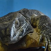 Reptiles - Black Throated Monitor - Cub Creek Science and Animal Camp