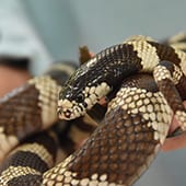 Reptiles – California Kingsnake – Cub Creek Science and Animal Camp Reptiles - California Kingsnake - Cub Creek Science and Animal Camp
