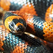 Reptiles - Honduran Milksnake - Cub Creek Science and Animal Camp