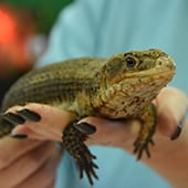 Reptiles – Plated Lizard – Cub Creek Science and Animal Camp Reptiles - Plated Lizard - Cub Creek Science and Animal Camp